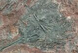 Moroccan Crinoid (Scyphocrinites) Plate #46477-1